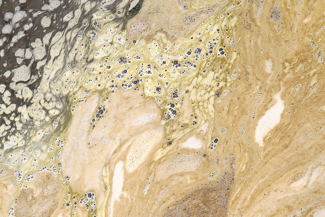 bruinalg (Phaeocystis puochetii) 6-2016 0351