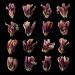 gedroogde tulpen (tulipa denmark) 2-2012