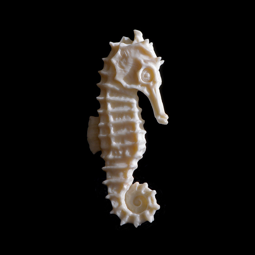 hippocampe d ivoire 10-2016 3021_1000