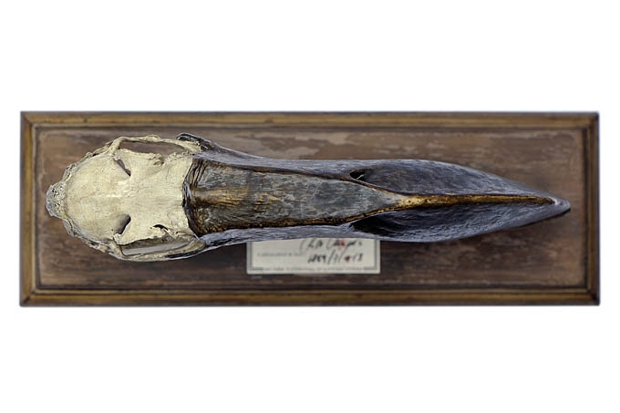 objet 1859-7-18  6590