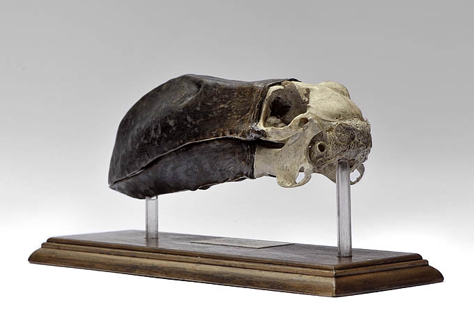 objet 1859-7-18  6608