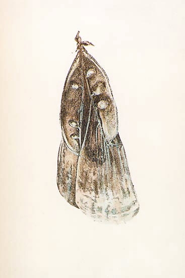 jordanita dira
