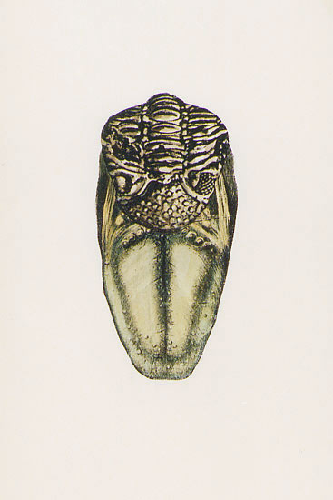 ypeunomeuta navalis