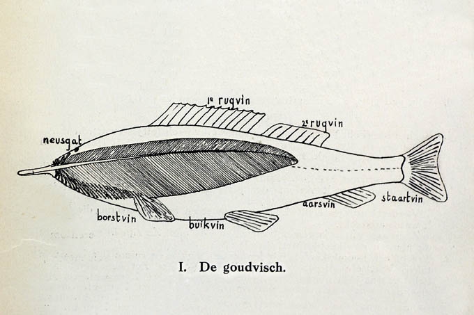 de goudvisch