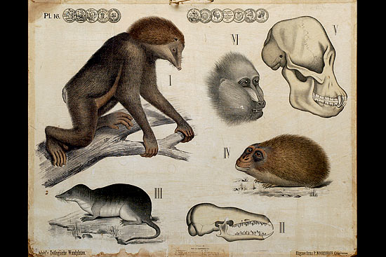 pl. 16