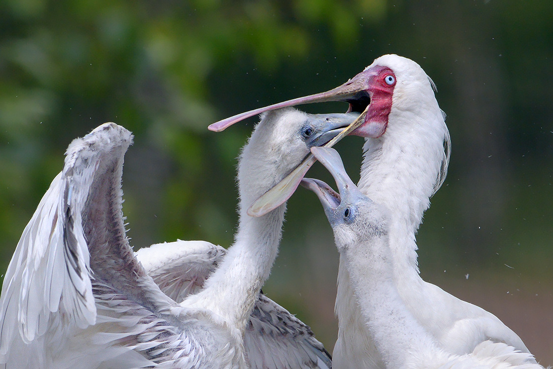 Afrikaanse lepelaar (Platalea alba) 7-2017 2922