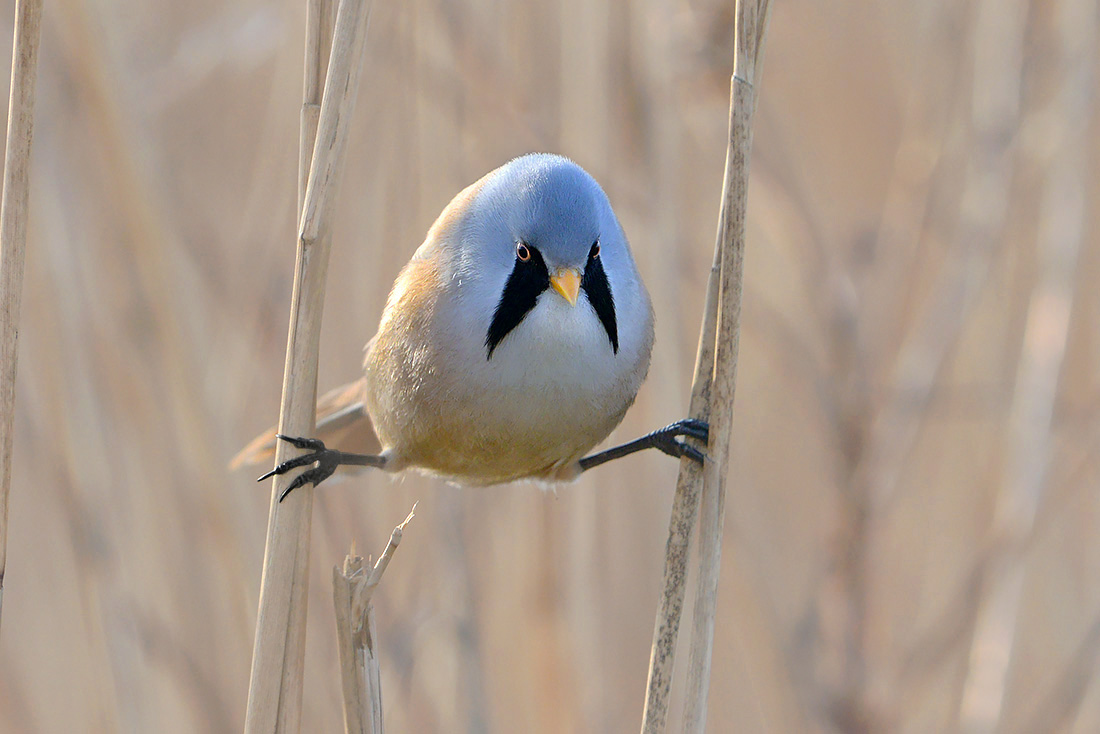 Baardmannetje (Panurus biarmicus) 3-2017 6183