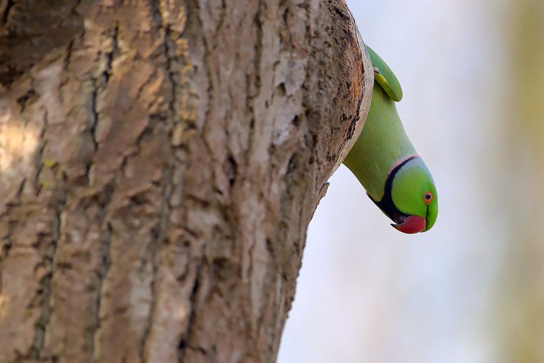 Halsbandparkiet (Psittacula krameri) 3-2017 6223