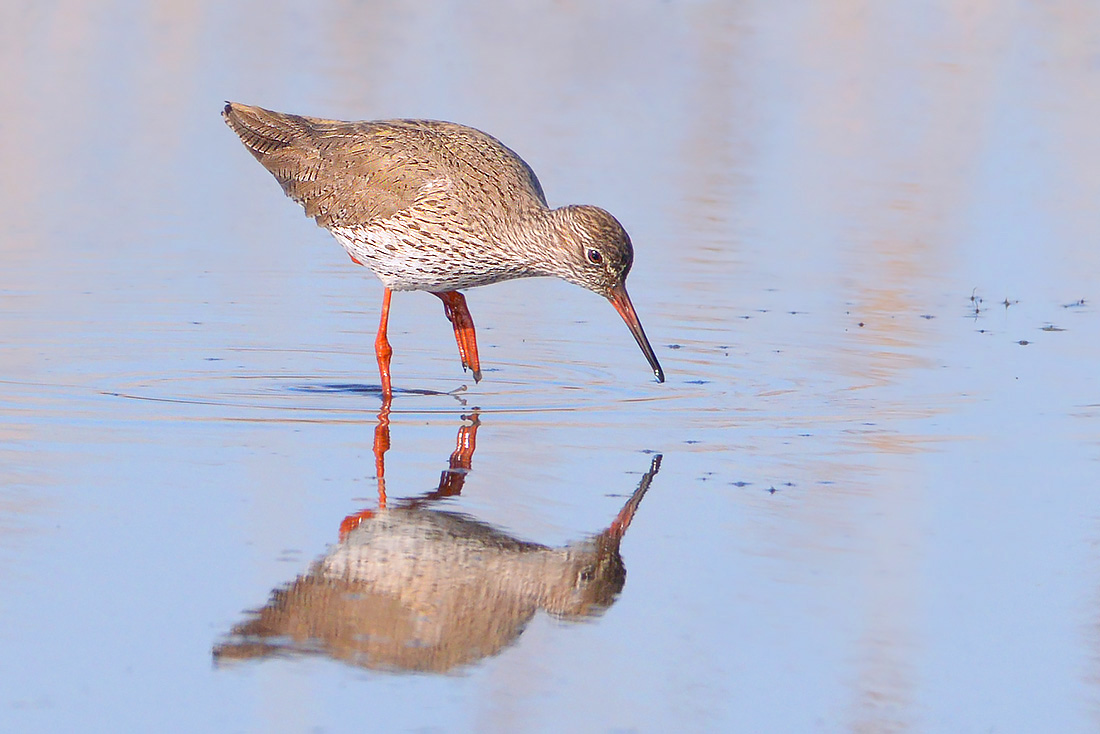Tureluur (Tringa totanus) 3-2017 6735