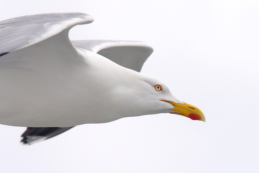Zilvermeeuw (Larus argentus) 4-2017 8585