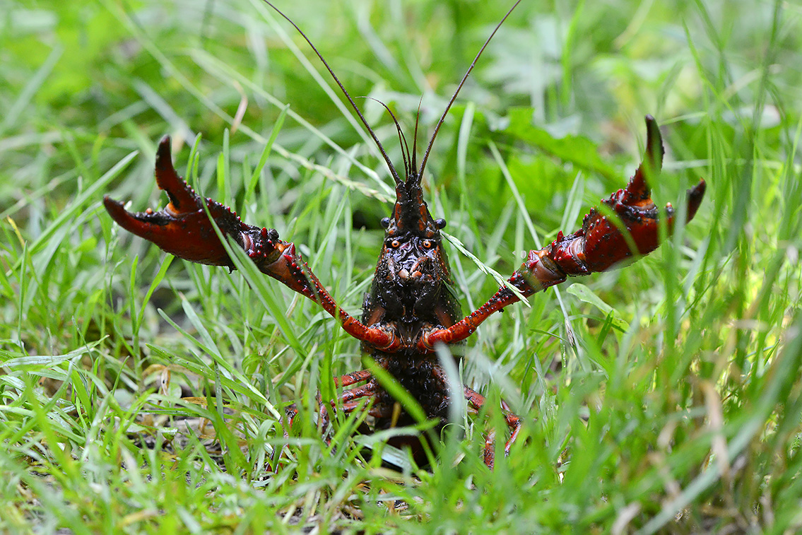 amerikaanse rivierkreeft (procambarus clarkii) 7-2021 8429