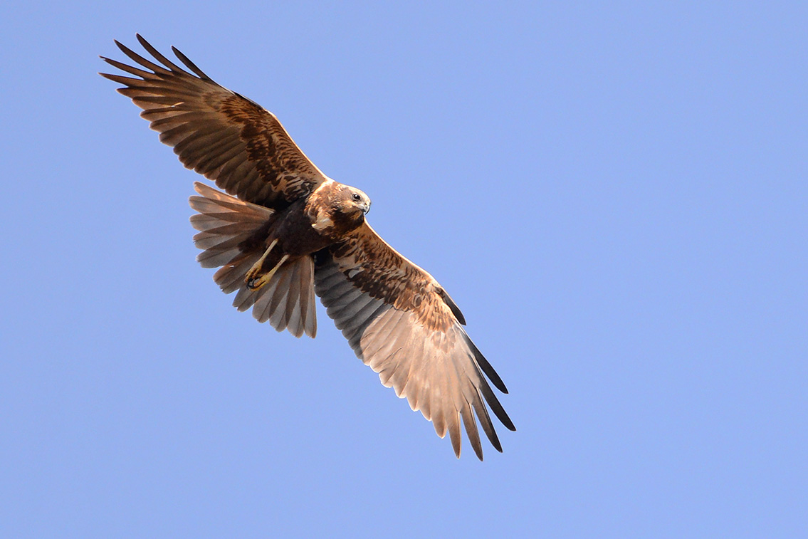 buizerd (Buteo buteo) 3-2021 6588