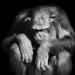 chimpansee gert-jan (pan troglodytes) 2-2023 6487