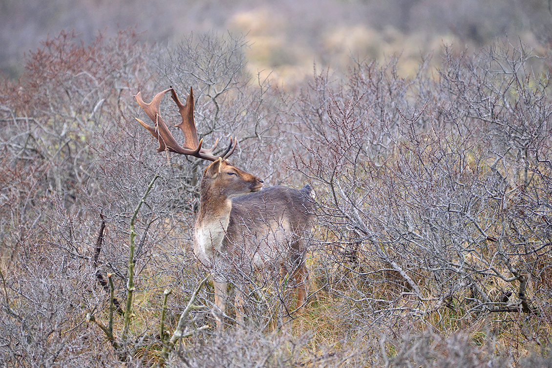 damhert (Dama dama) 1-2018 9052