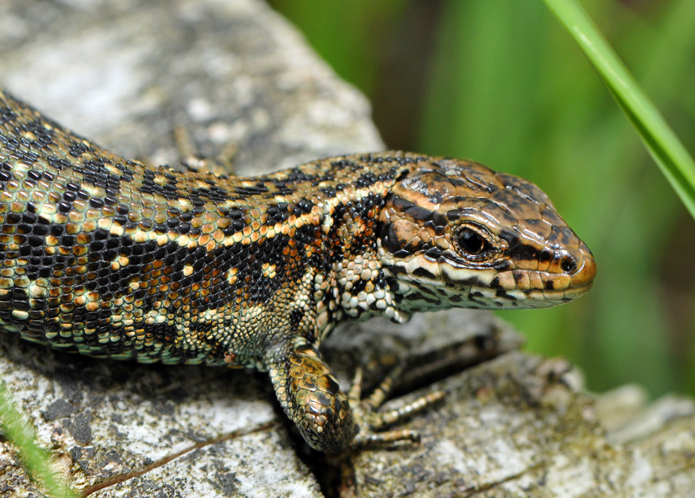 duinhagedis (lacerta agilis)