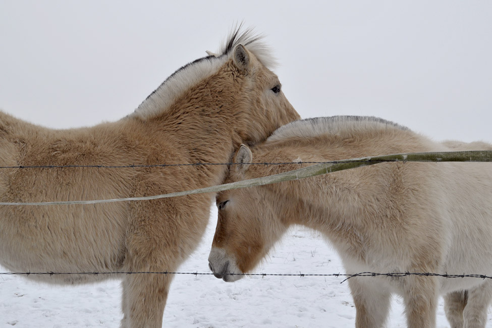 fjordenpaarden (equus sp)