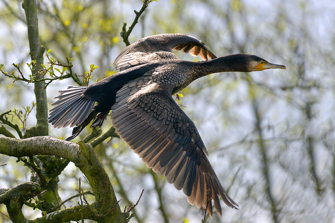 grote aalscholver (phalacrocorax carbo) 4-2016 8321