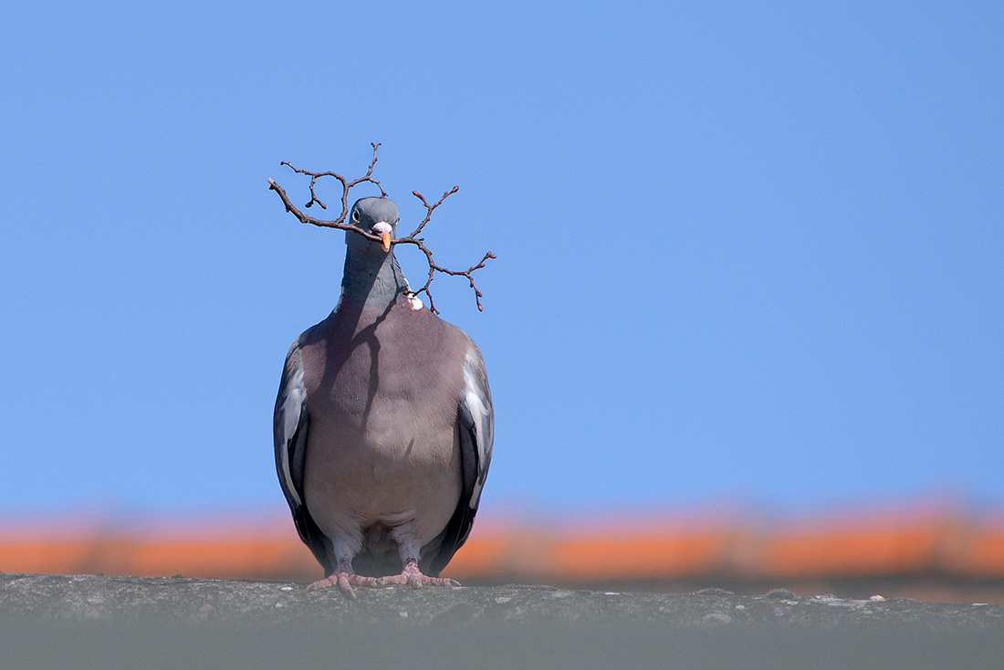 houtduif (Columba palumbus) 6-2017 1234