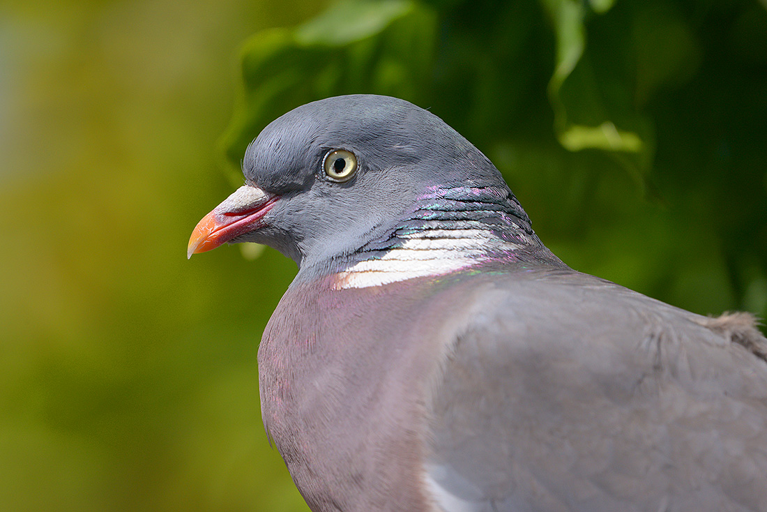 houtduif (Columba palumbus) 6-2017 1339