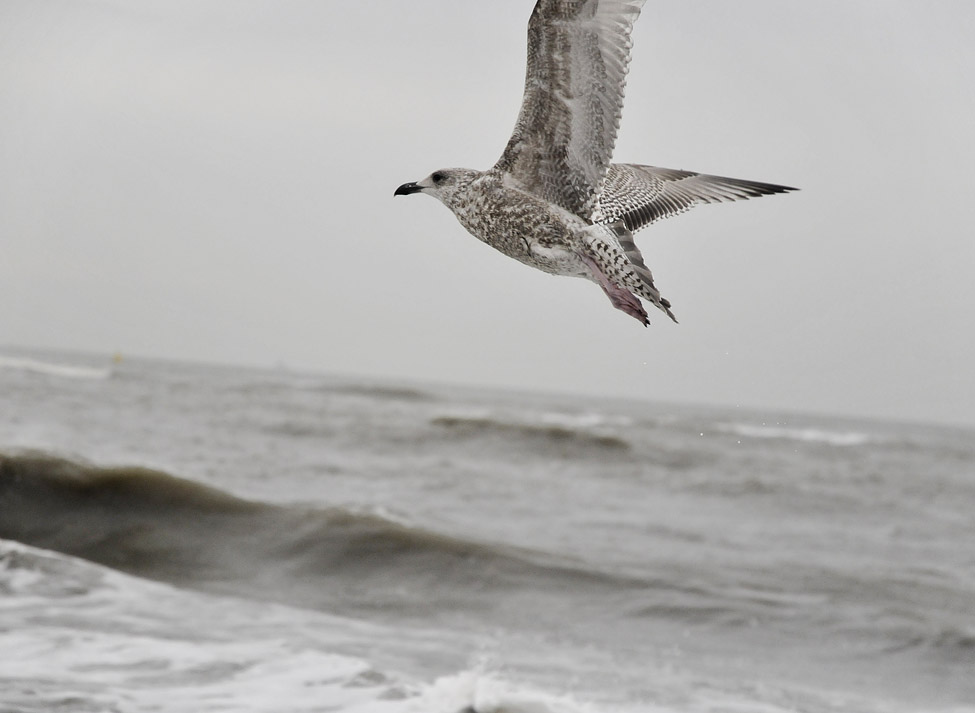 jonge zilvermeeuw (larus argentatus) 2708