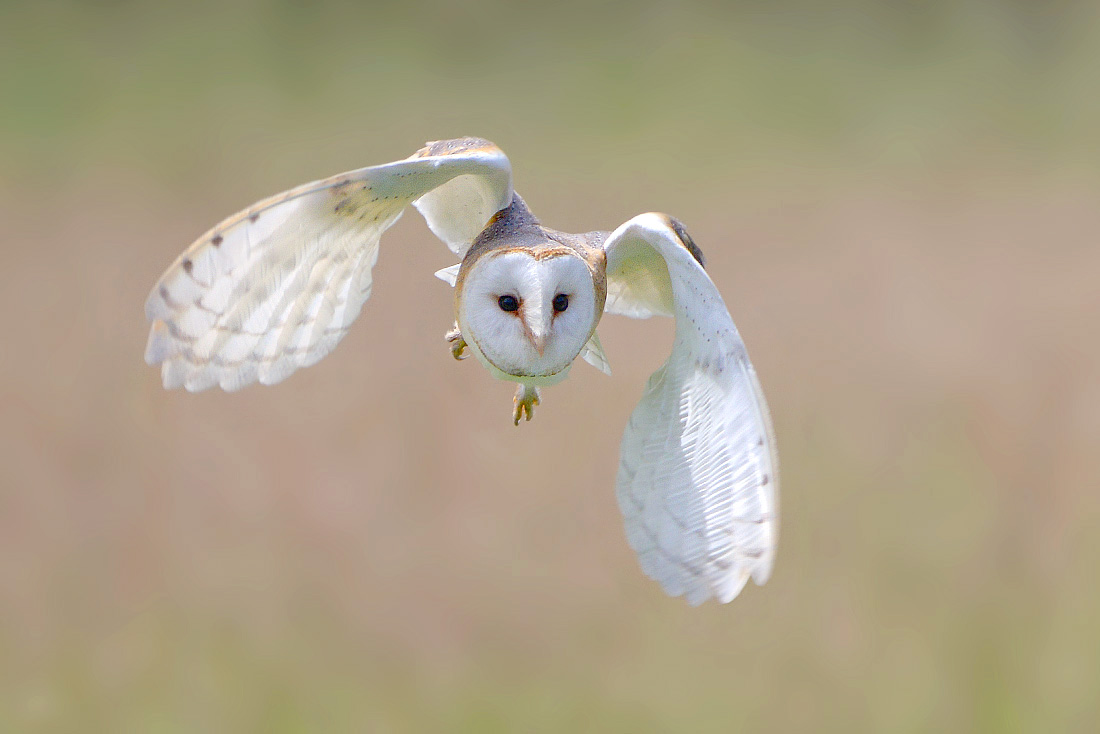 kerkuil (tyto alba) 6-2016 0490