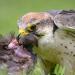 lanner valk (Falco biarmicus) 6-2016 0940