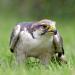 lanner valk (Falco biarmicus) 6-2016 0942