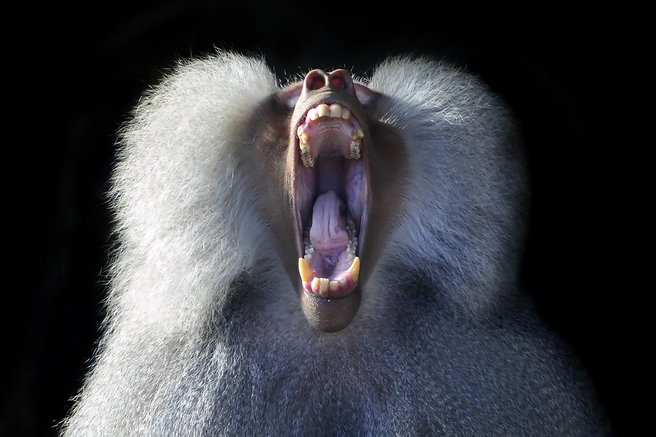 mantelbaviaan (papio hamadryas 11-2022 5941-3