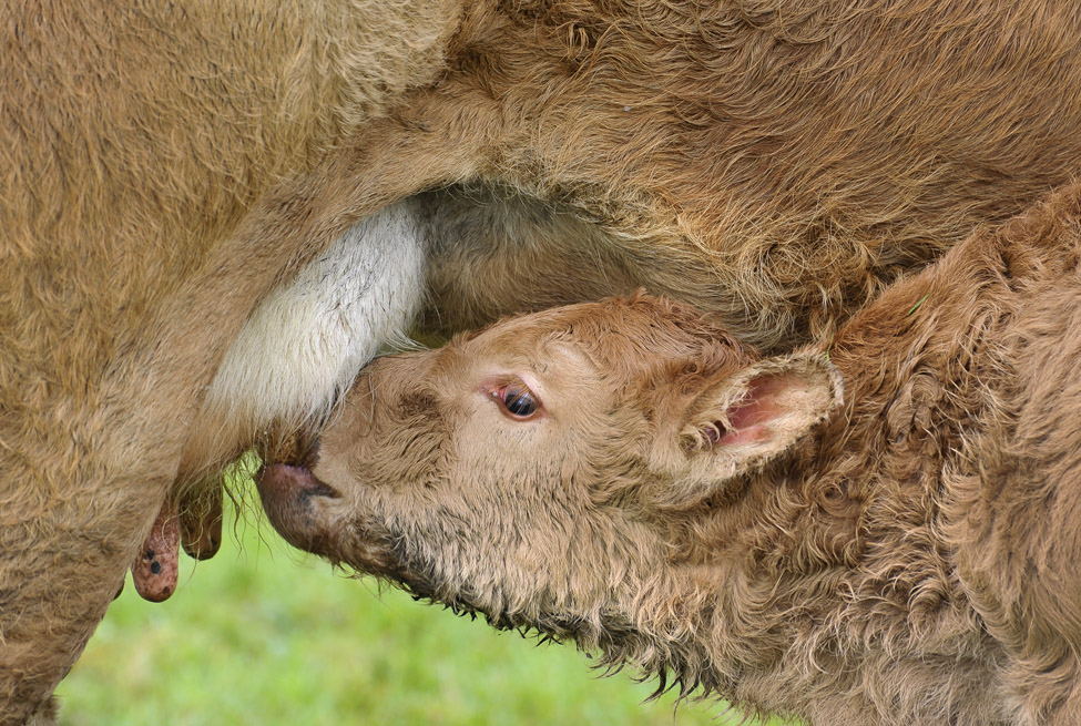 pas geboren kalf (bos taurus) 2003