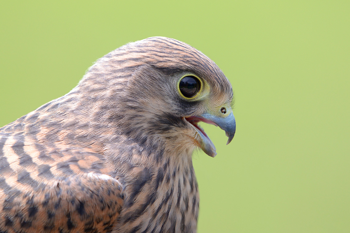 torenvalk (Falco tunnunculus) 6-2016 0141