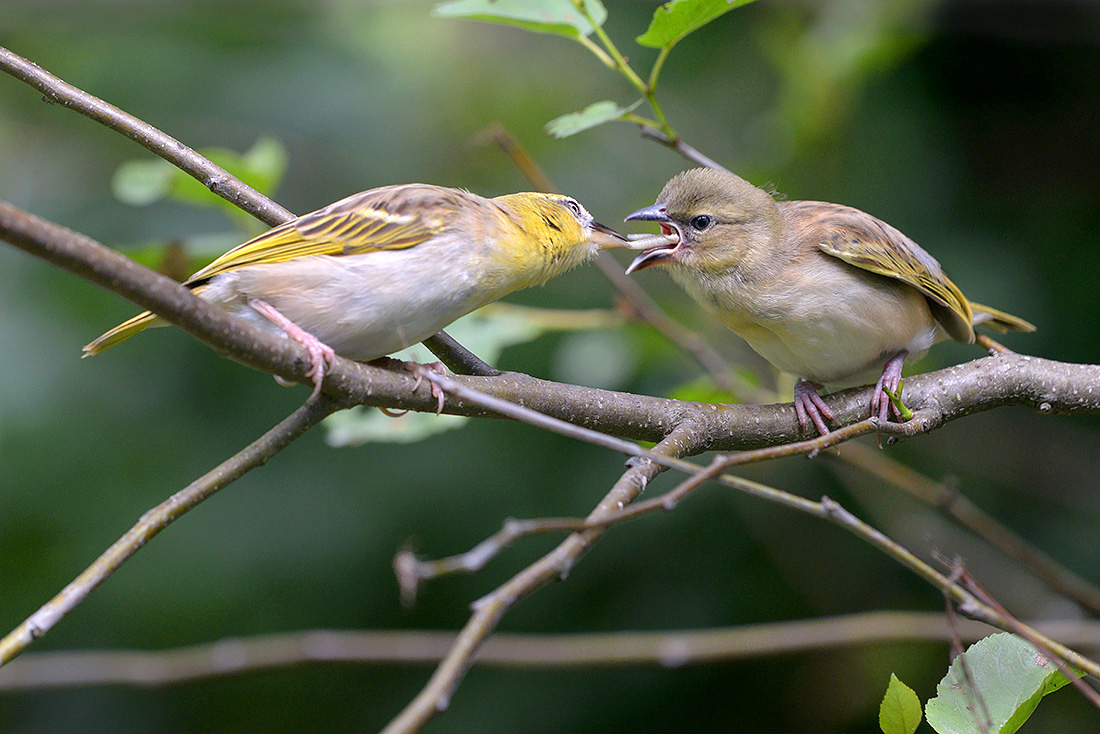 zwartkopwever (Ploceus melanocephalus) 7-2015 2766