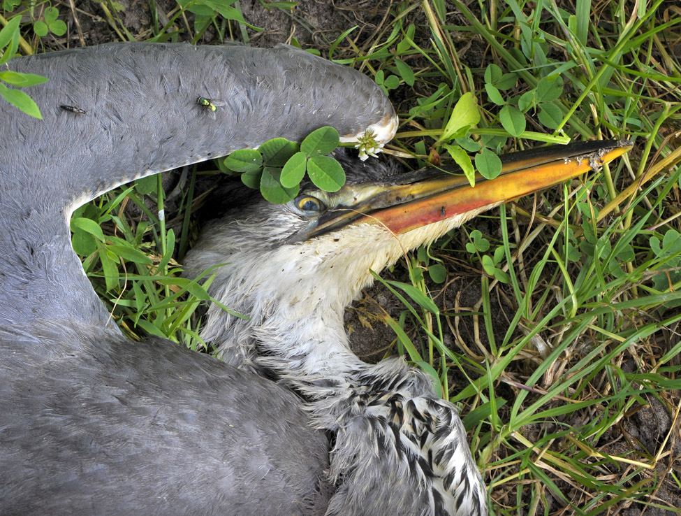 dode blauwe reiger (Ardea cinerea) 7888