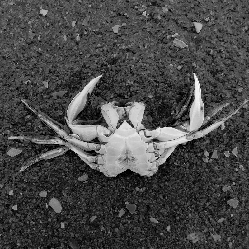 dode krab 5-7-2014 3310