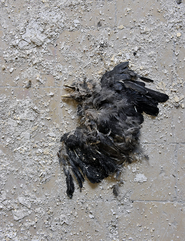 dode merel (Turdus merula) 5896