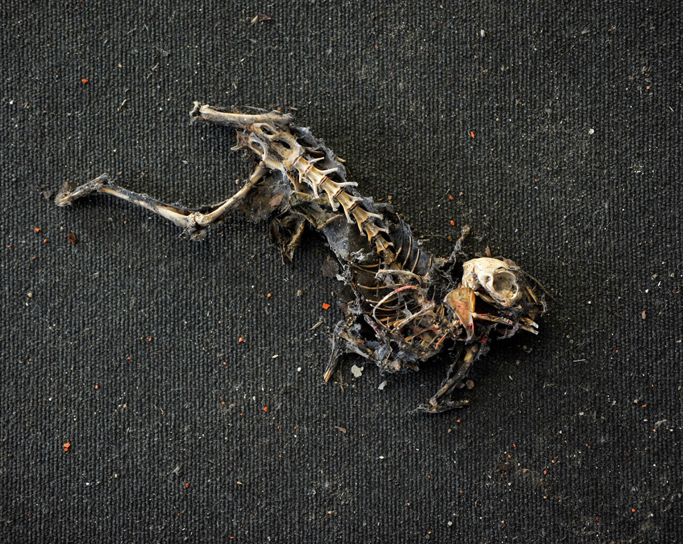 dood konijn (oryctolagus cuniculus) 5863