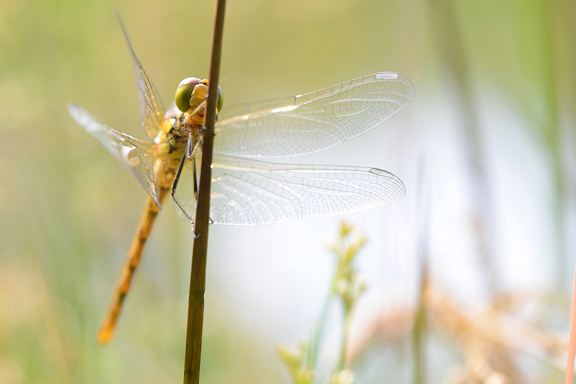 beekoeverlibel (Orthetrum coerulescens) 6-2018 4351