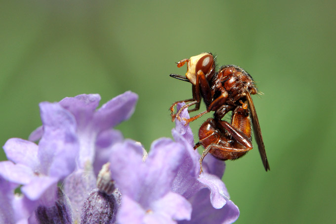blaaskopvlieg (conopidae sp)