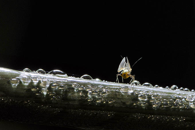 bladluis 11-2011 4498