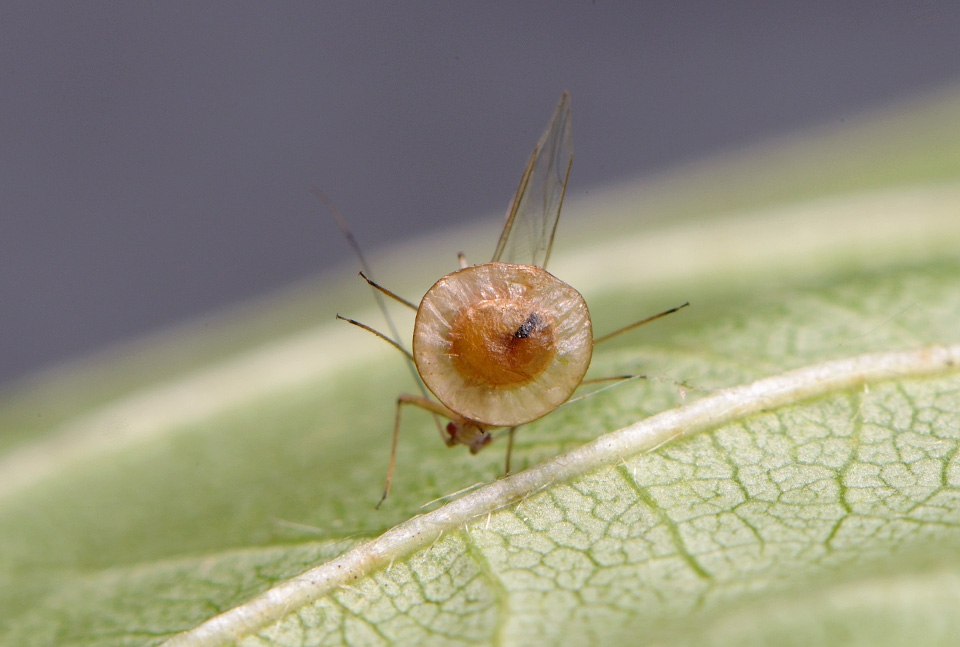 bladluismummie van discritulus planiceps 6-2015 2798