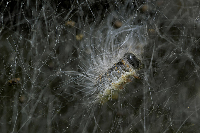 eikeprocessievlinder rups (thaumetopoea processionea)