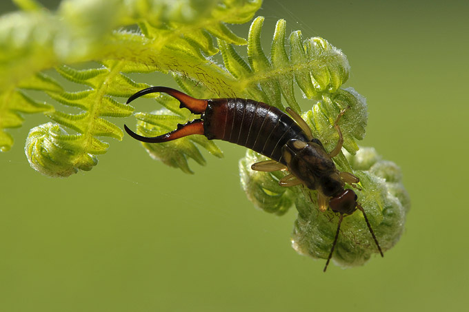 gewone oorwurm (forticula auricularia)