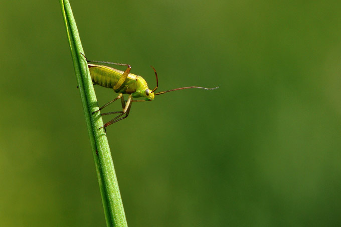 graswants (lygocoris pabulinus)