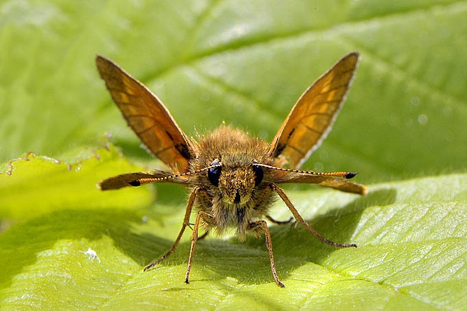 groot dikkopje (ochiodes venata) 06-2011 8410