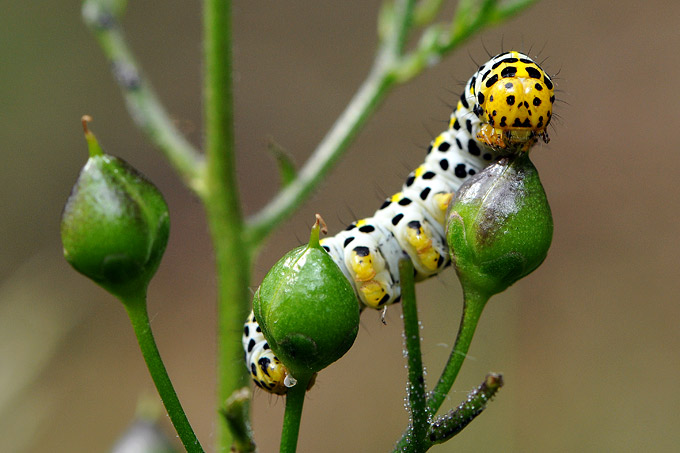 helmkruidvlinder (shargacucullia scrophulariae)