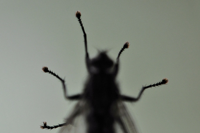 huisvlieg (muscidae sp)