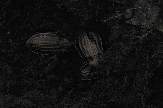 kettingschalebijter (carabus granulatus)