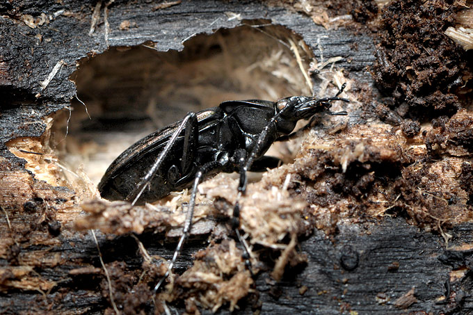 kettingschalebijter (carabus granulatus)