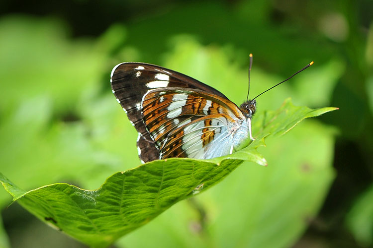 kleine ijsvogelvlinder (limenitis camilla) 6-2012 8917