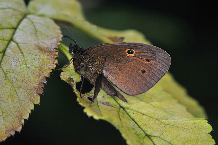 koevinkje (aphantopus hyperantus)7-2012 9554