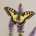 koninginnenpage (Papilio machaon) 6-2014 9864